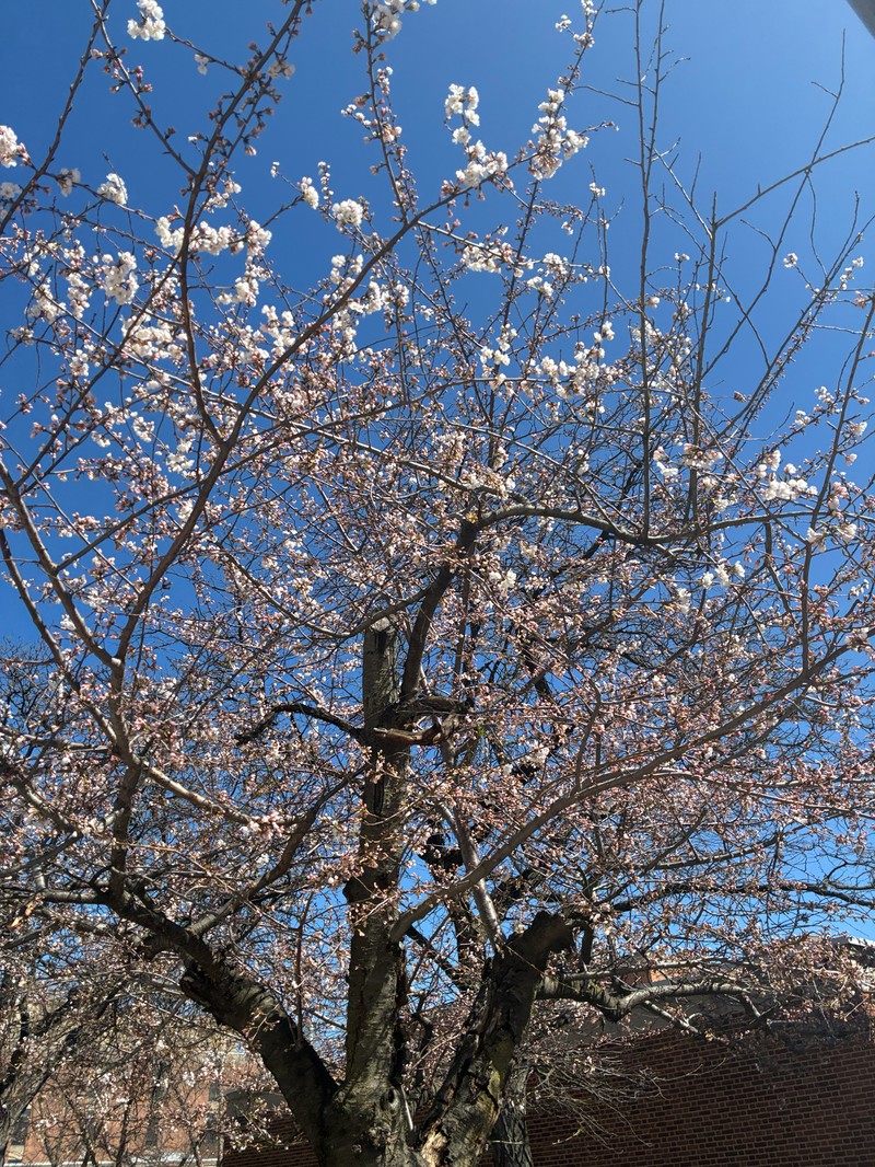 Winter-Flowering Cherry photo 4