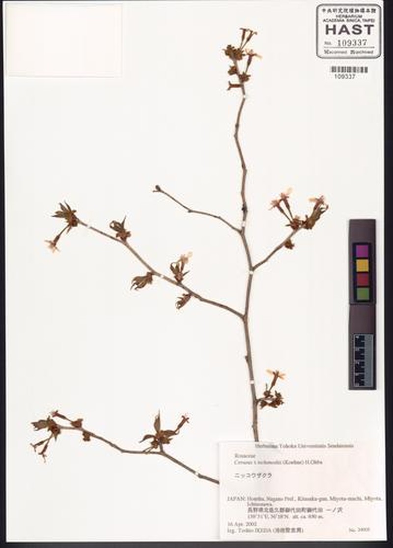 Prunus × tschonoskii
