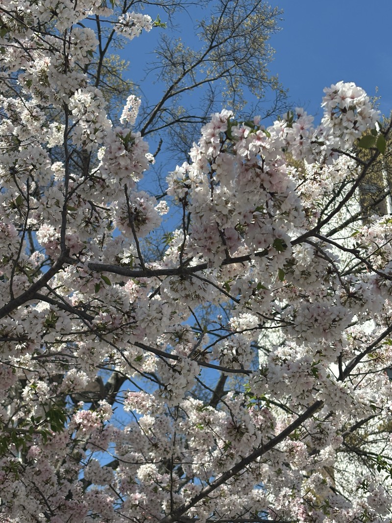 Prunus × yedoensis photo 2