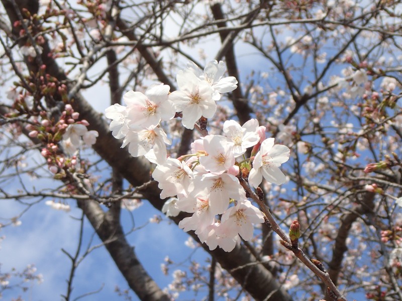 Prunus × yedoensis photo 3
