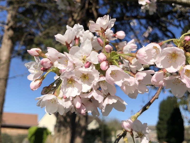 Prunus × yedoensis photo 4