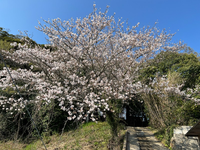 Prunus × yedoensis photo 5