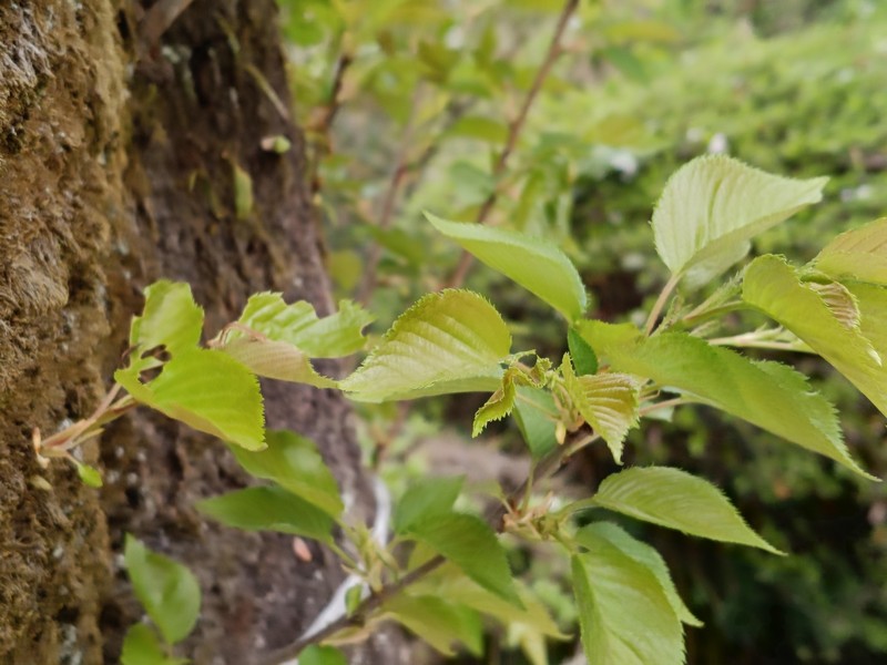 Prunus × yedoensis photo 6