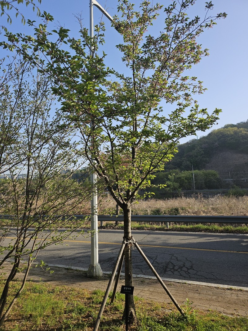Prunus × yedoensis photo 7