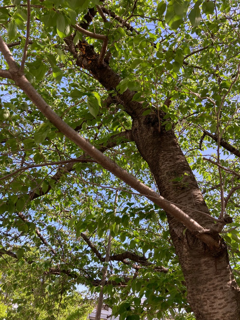 Prunus × yedoensis photo 8
