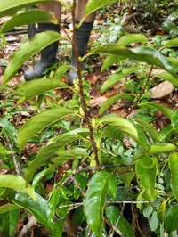 Prunus accumulans