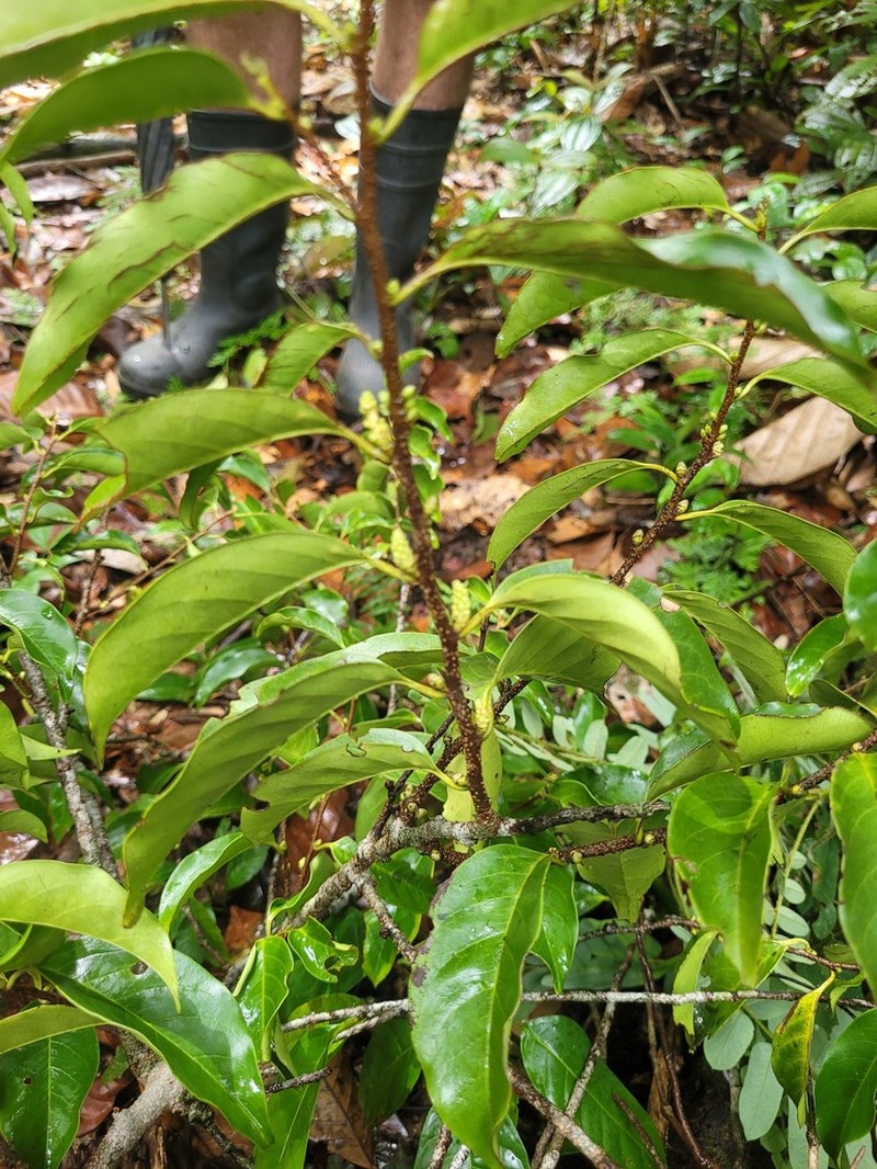 Prunus accumulans