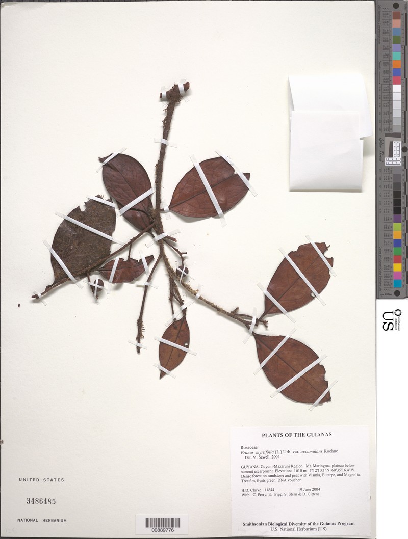 Prunus accumulans photo 5