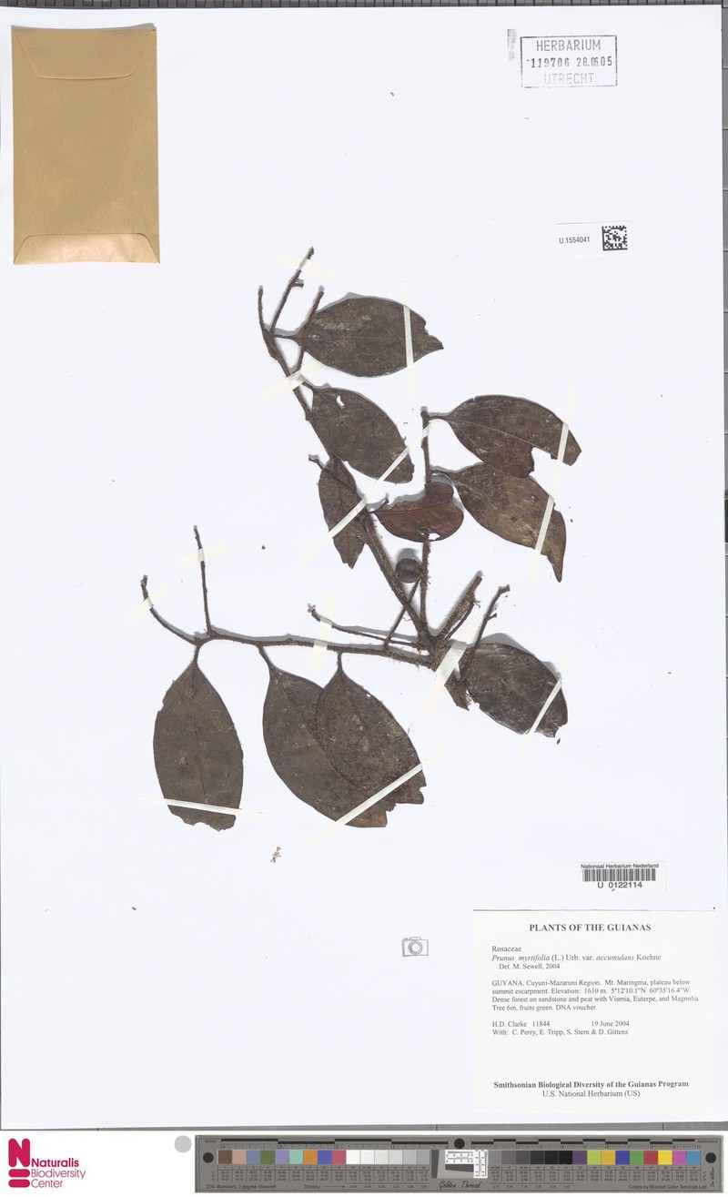 Prunus accumulans photo 6