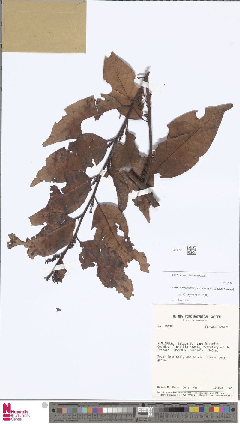 Prunus accumulans photo 7