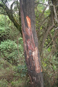 Prunus africana