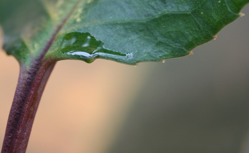 Prunus africana photo 2