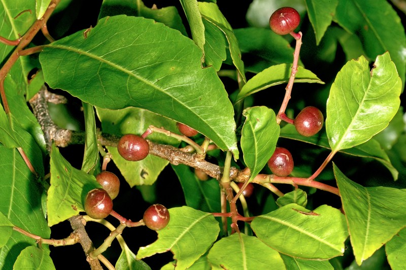 Prunus africana photo 3