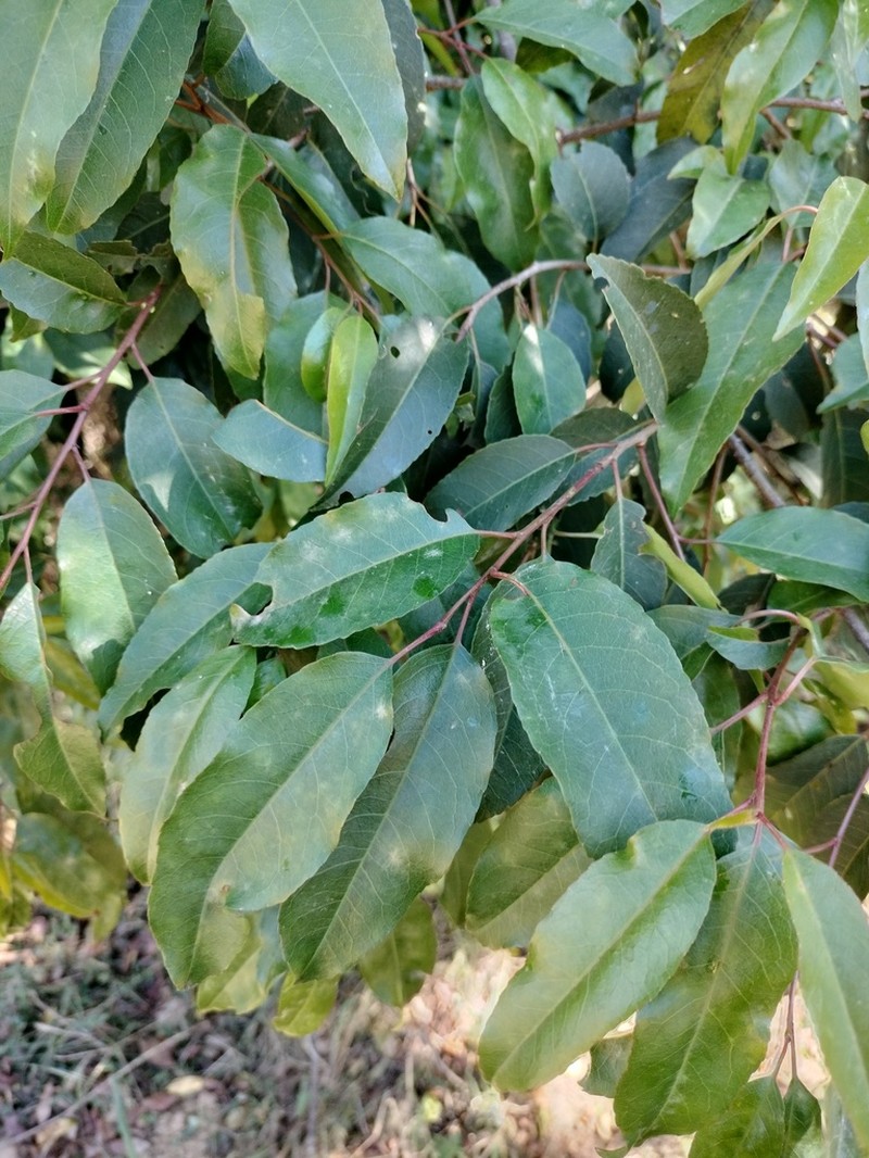 Prunus africana photo 5
