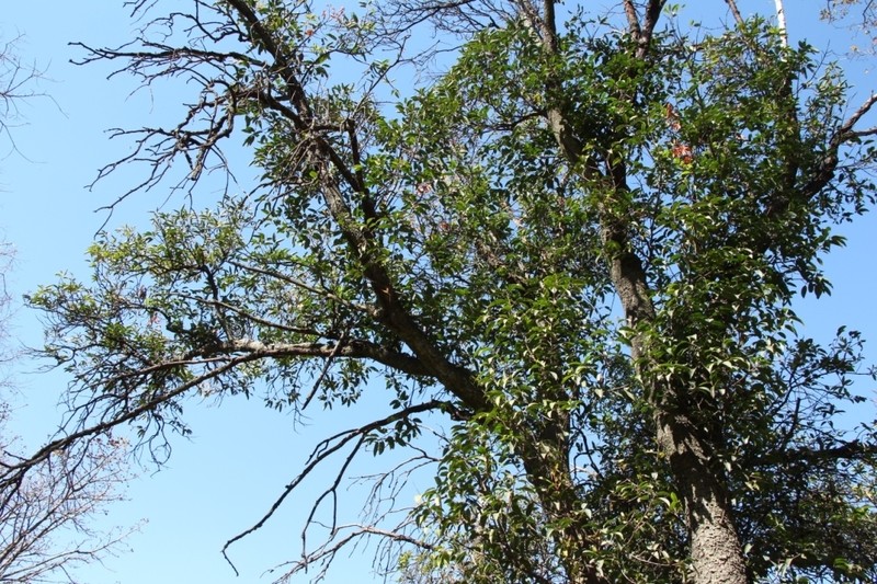 Prunus africana photo 7