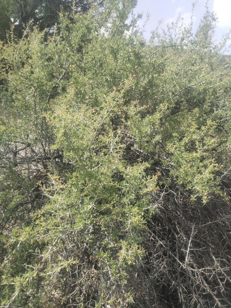 Prunus aitchisonii