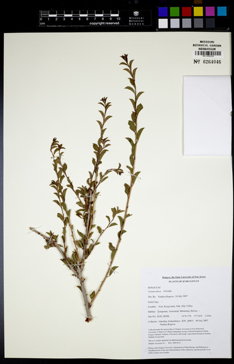 Prunus alaica