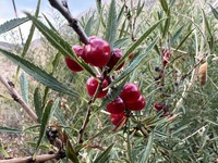 Prunus albicaulis