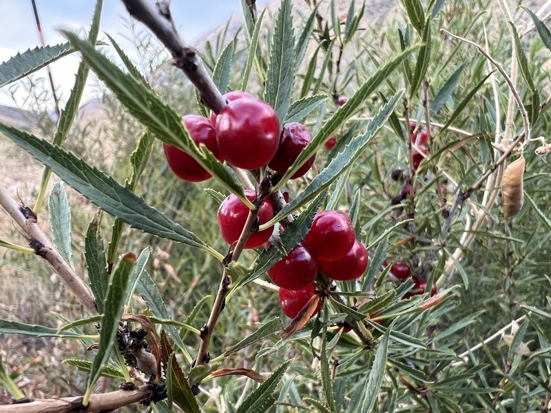 Prunus albicaulis
