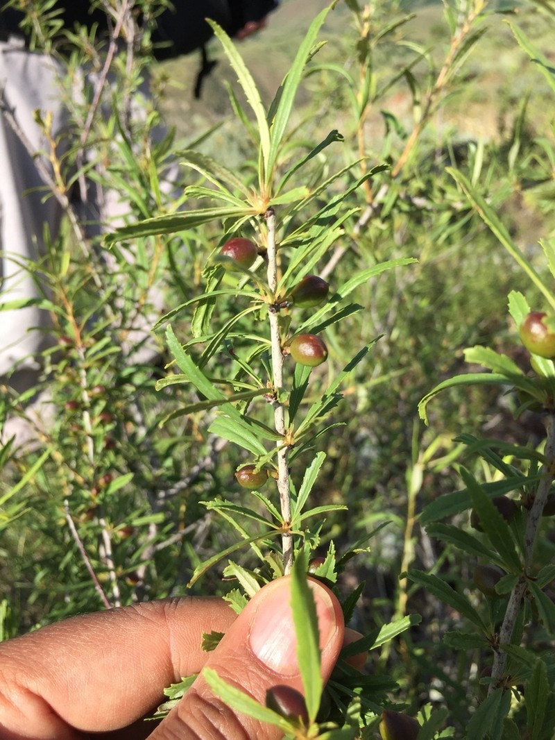Prunus albicaulis photo 3