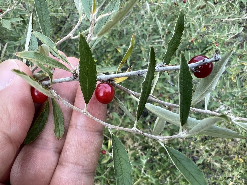 Prunus albicaulis photo 5