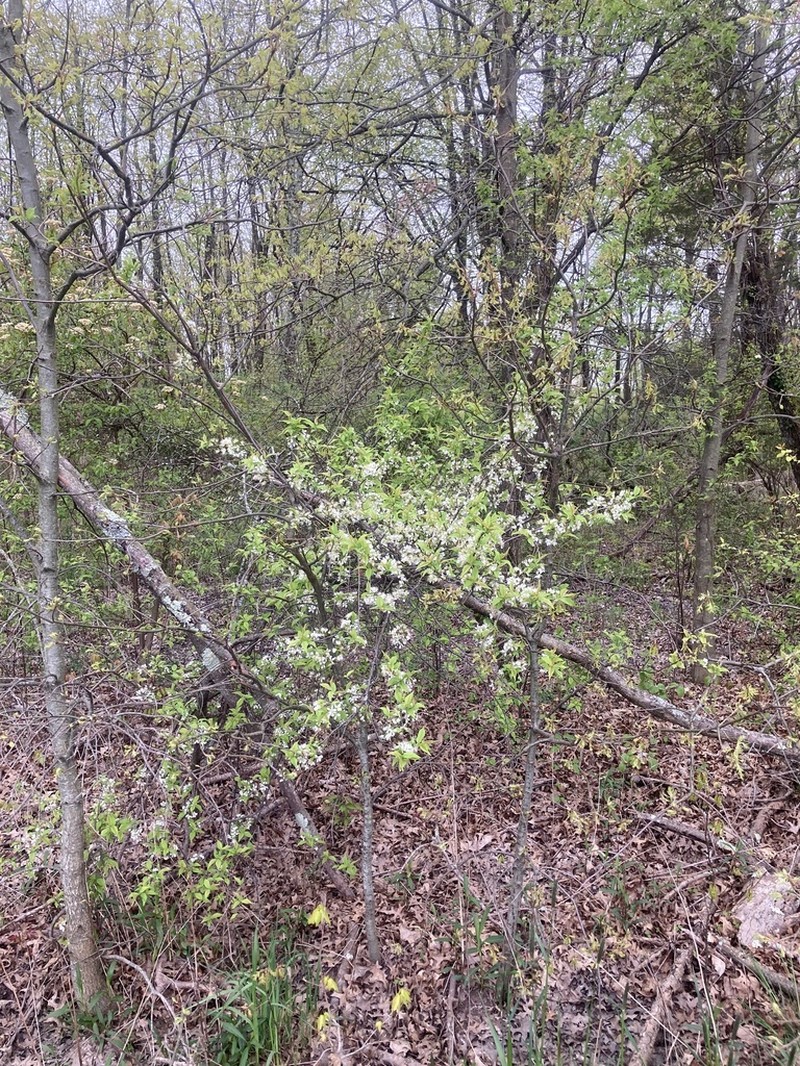 American Plum photo 2