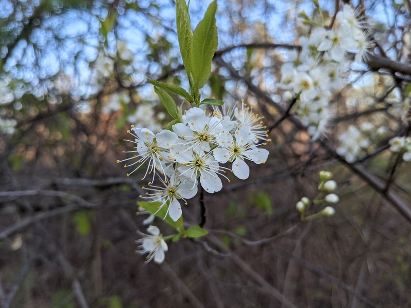 American Plum photo 3