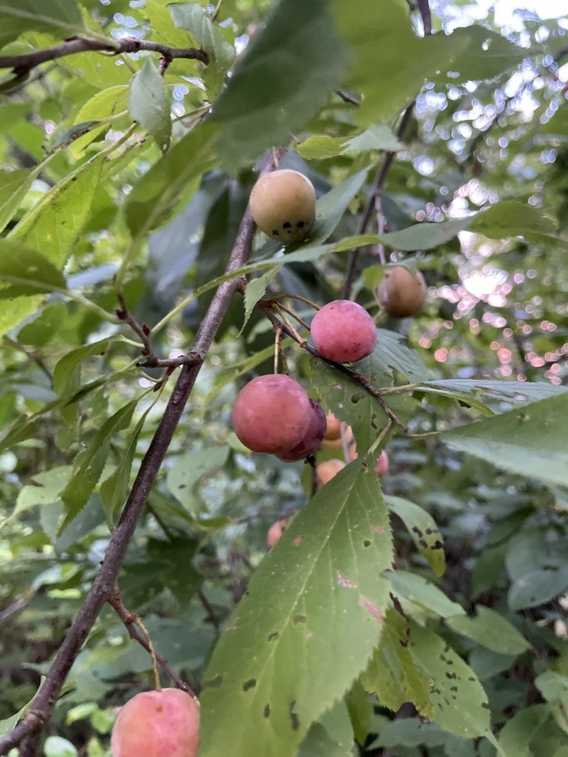 American Plum photo 4