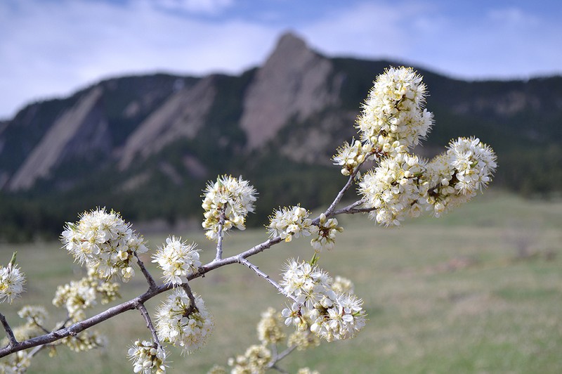 American Plum photo 5