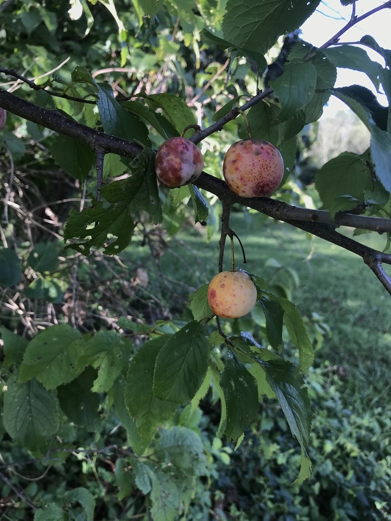 American Plum photo 6