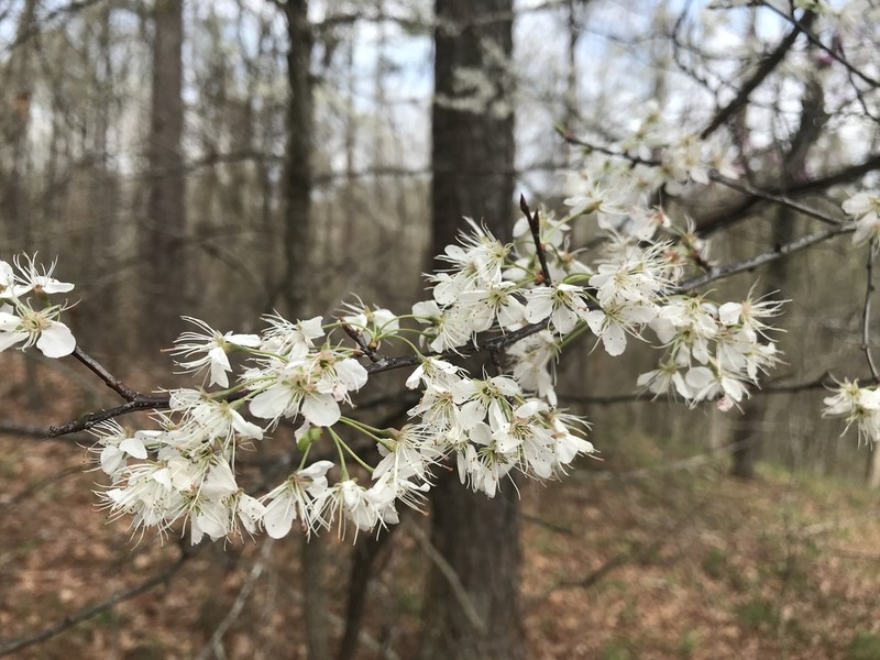 American Plum photo 7