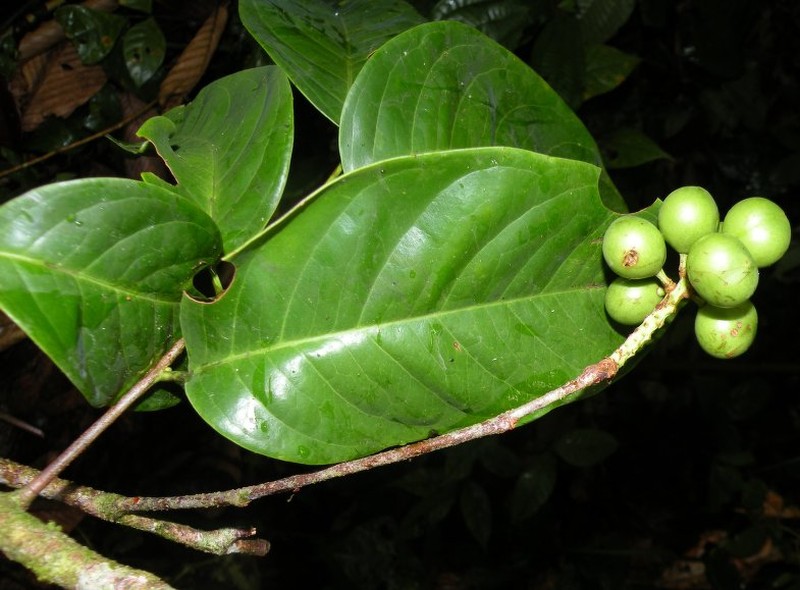 Prunus amplifolia