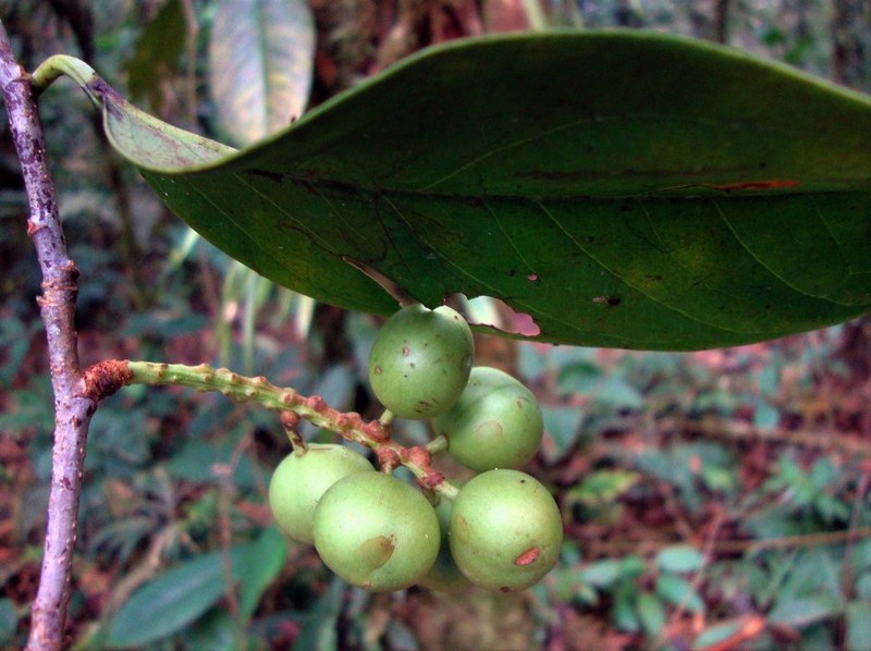 Prunus amplifolia photo 2