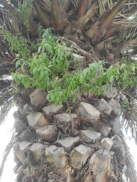 Prunus amygdalus