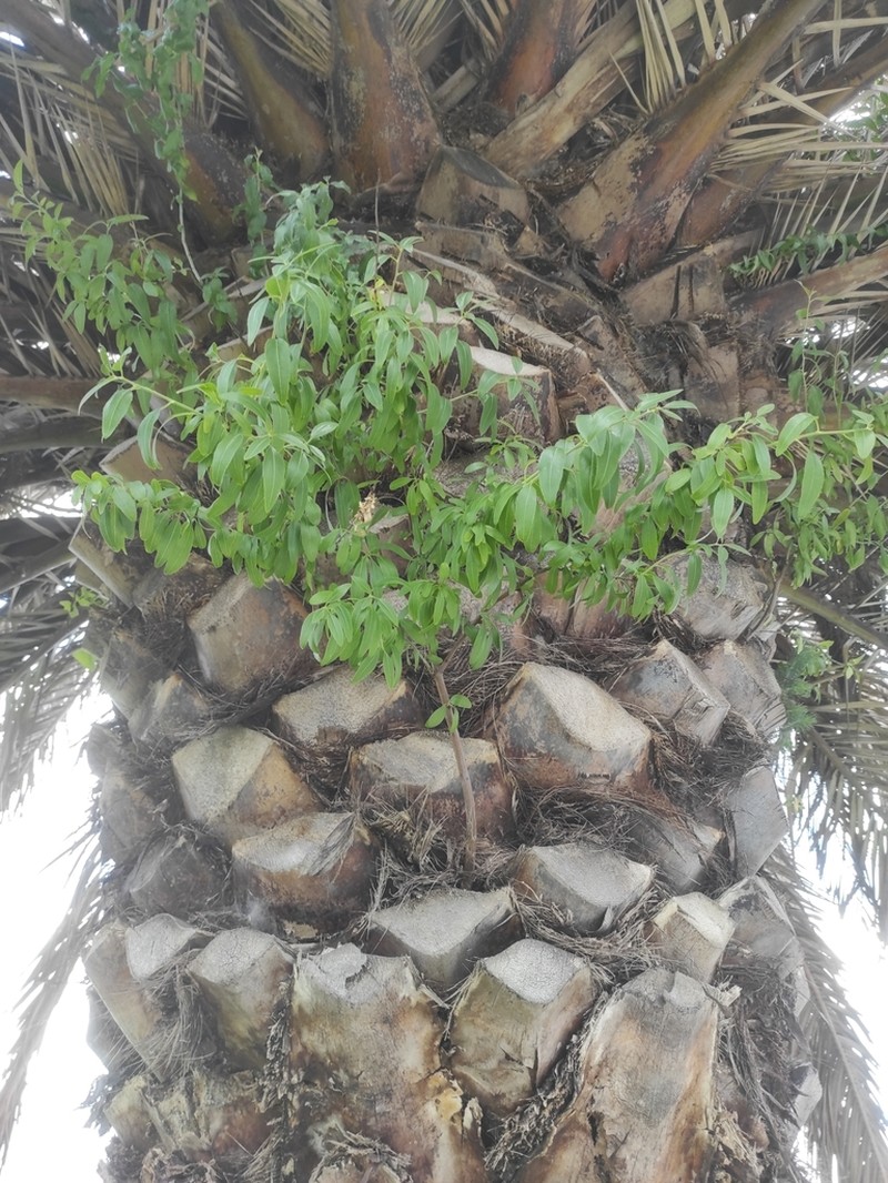 Prunus amygdalus