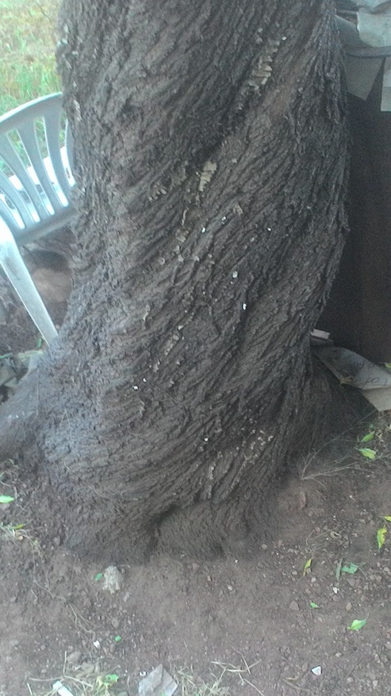 Prunus amygdalus photo 2