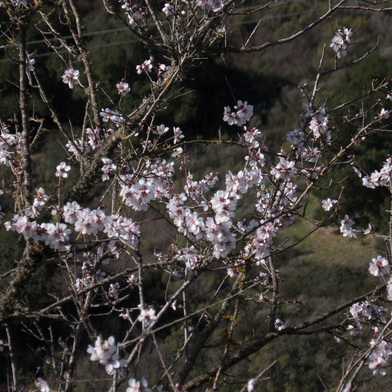 Prunus amygdalus photo 3