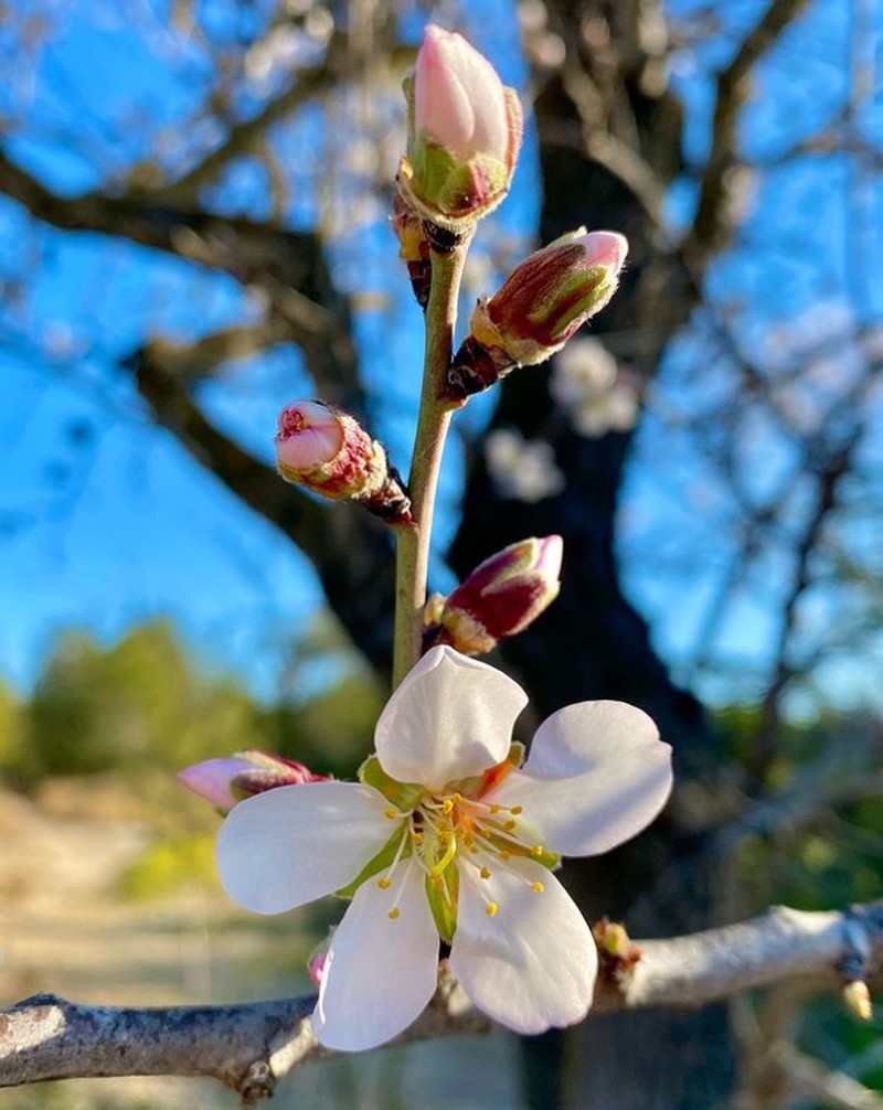 Prunus amygdalus photo 4