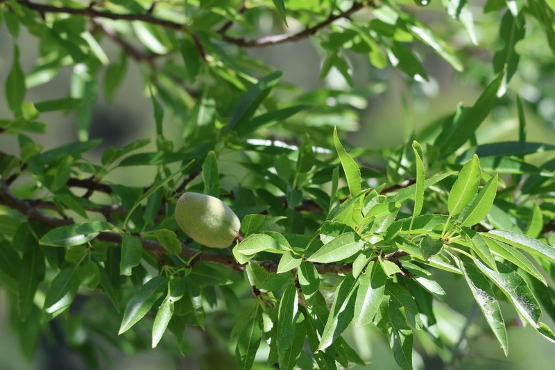 Prunus amygdalus photo 5