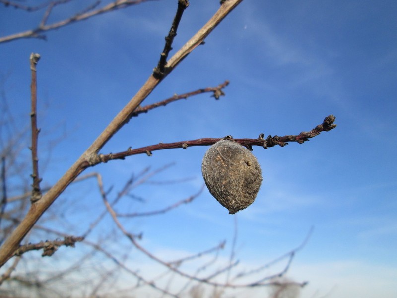 Prunus amygdalus photo 6