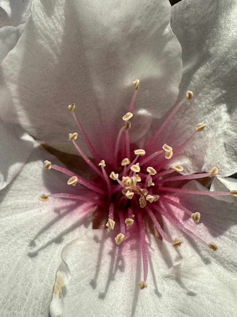 Prunus amygdalus photo 8