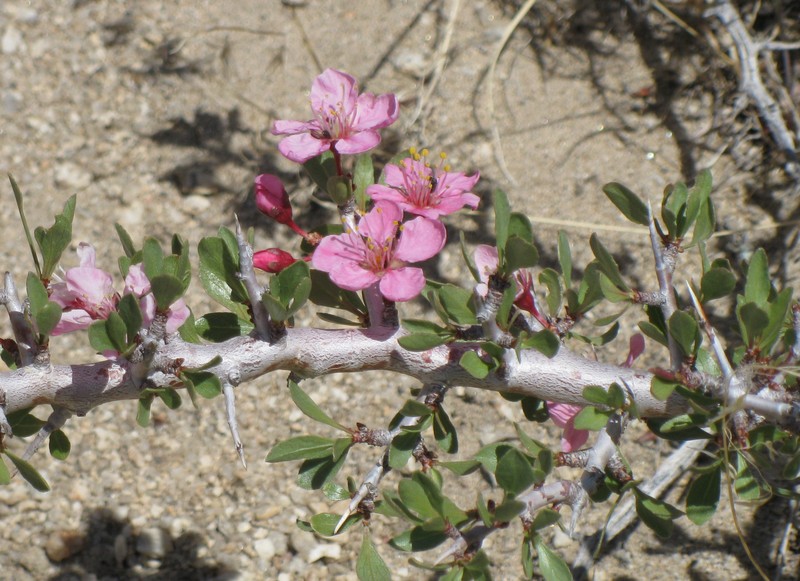 Desert Peach photo 4
