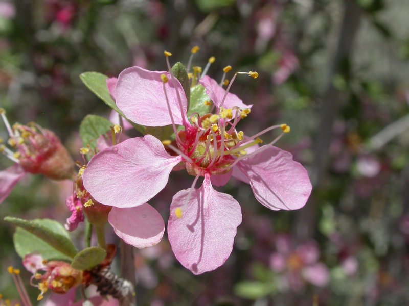 Desert Peach photo 5