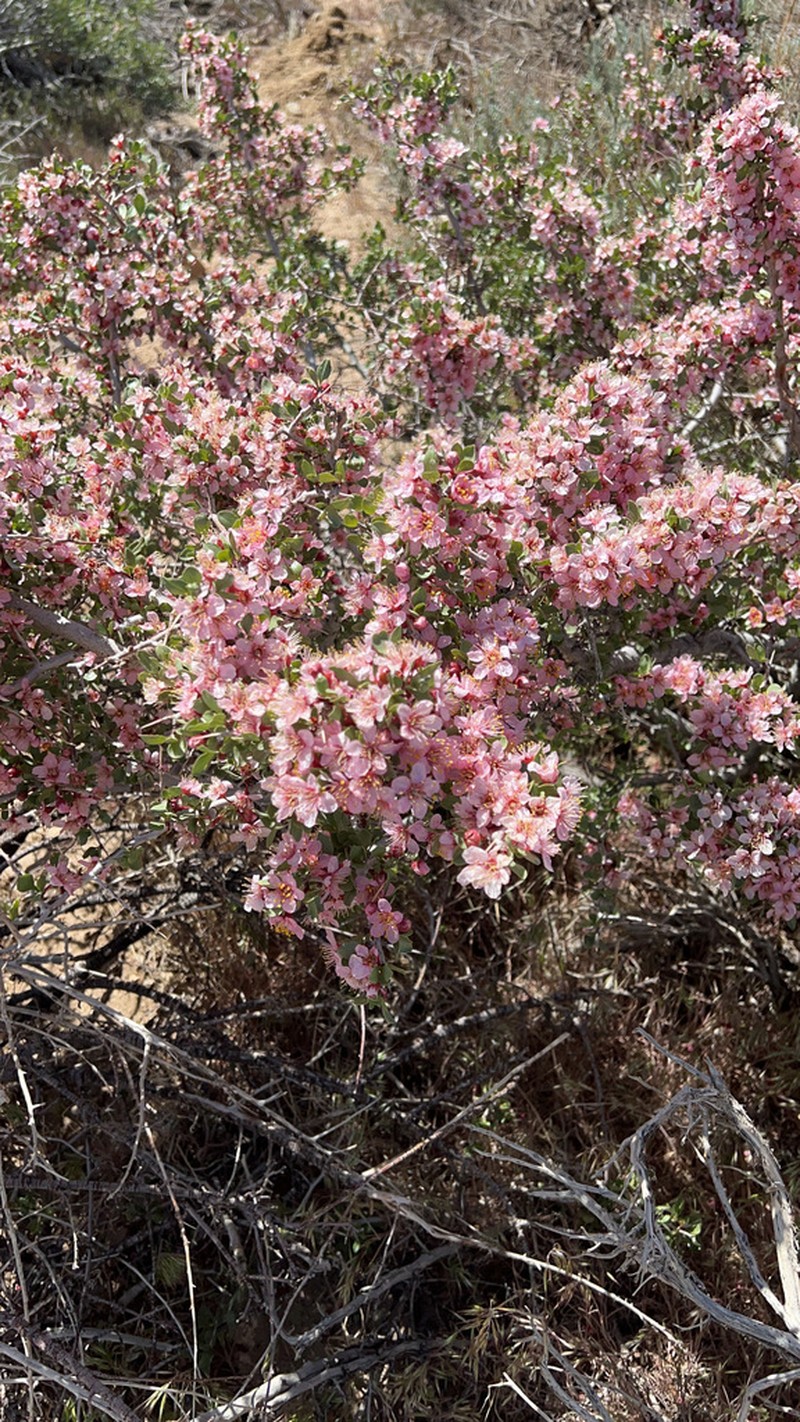 Desert Peach photo 4