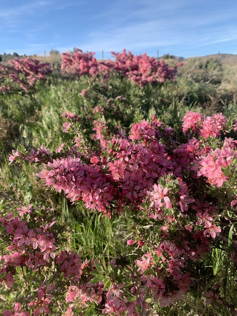 Desert Peach photo 6