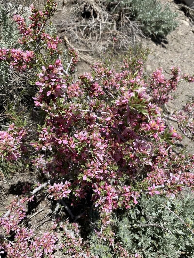 Desert Peach photo 7