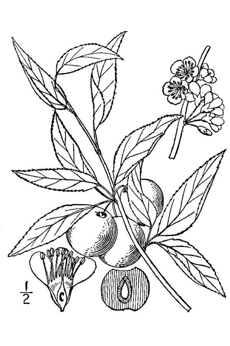 Chickasaw Plum photo 2
