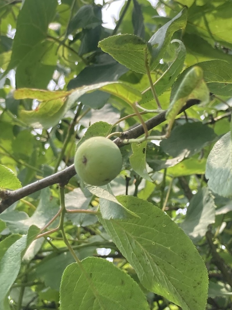 Chickasaw Plum photo 3