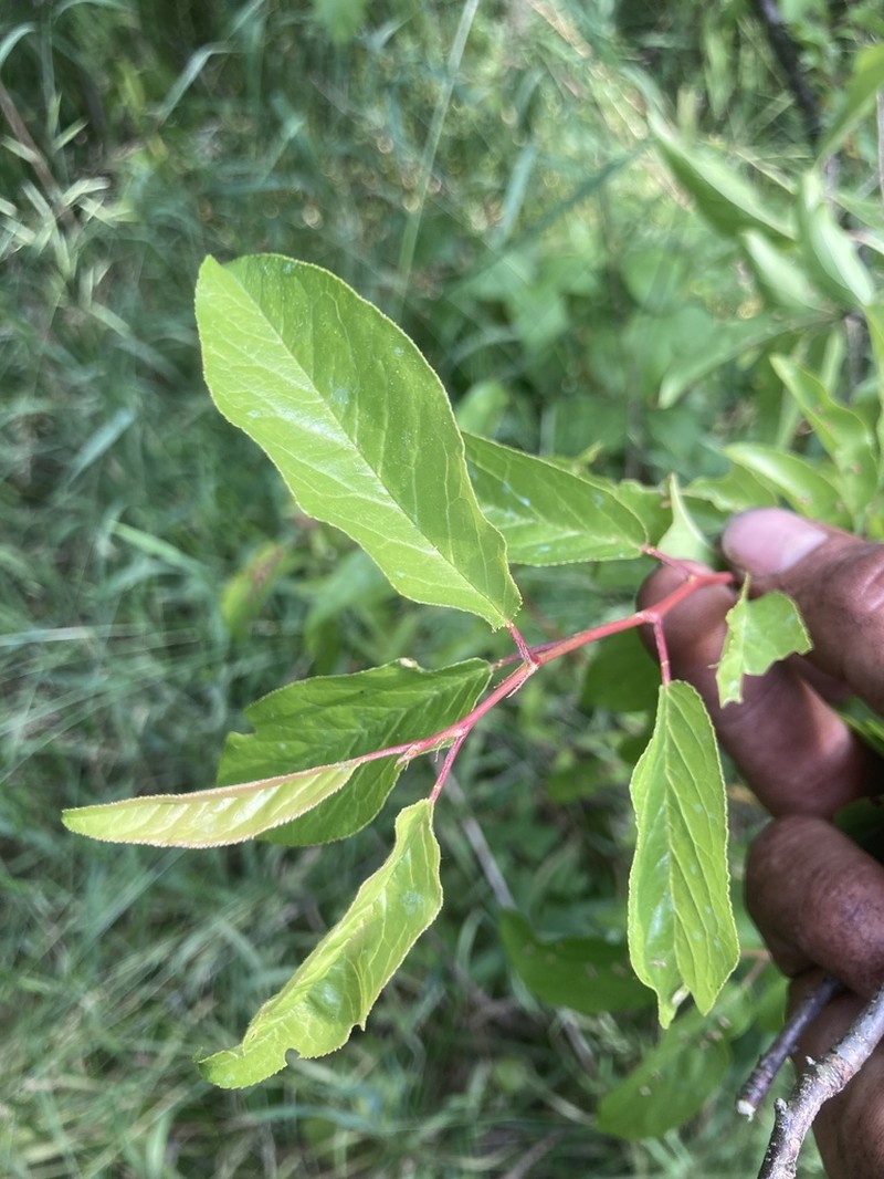 Chickasaw Plum photo 4