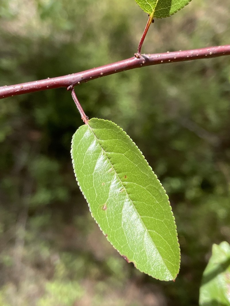 Chickasaw Plum photo 5